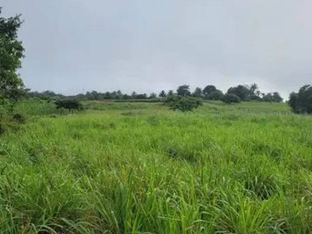 Imagem 2: Vendo Excelente Sítio em Alagoinhas