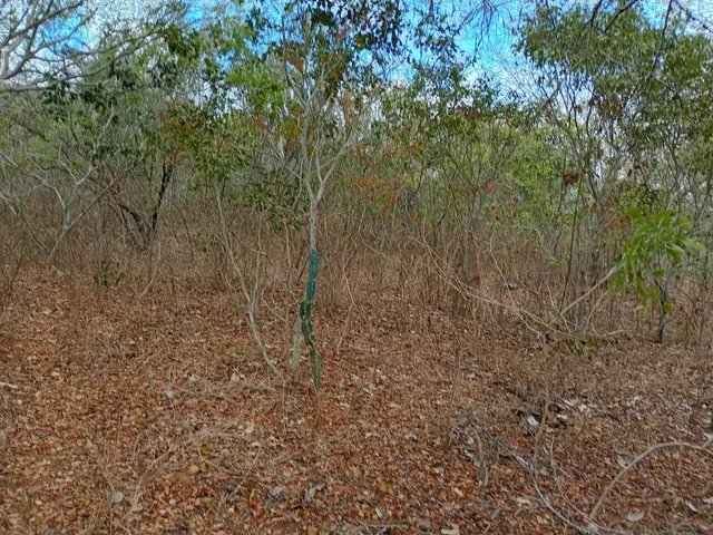 Imagem 9: Vendo 36 Tarefas de Terra em Itaberaba-Ba