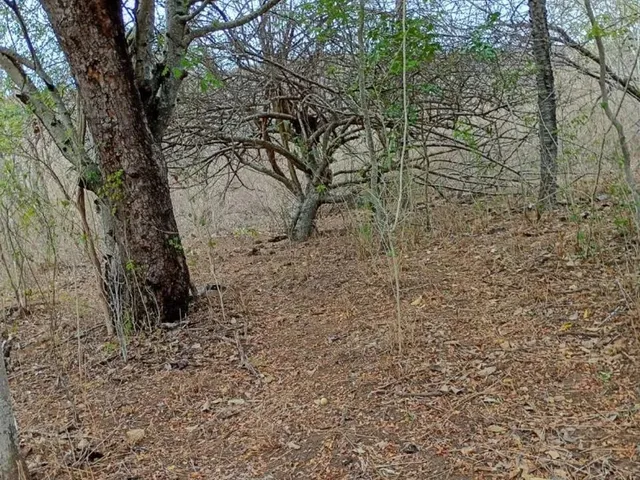 Imagem 10: Vendo 36 Tarefas de Terra em Itaberaba-Ba