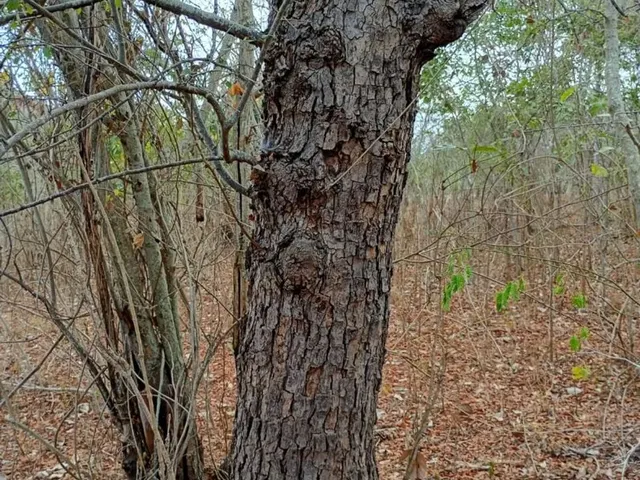 Imagem 11: Vendo 36 Tarefas de Terra em Itaberaba-Ba