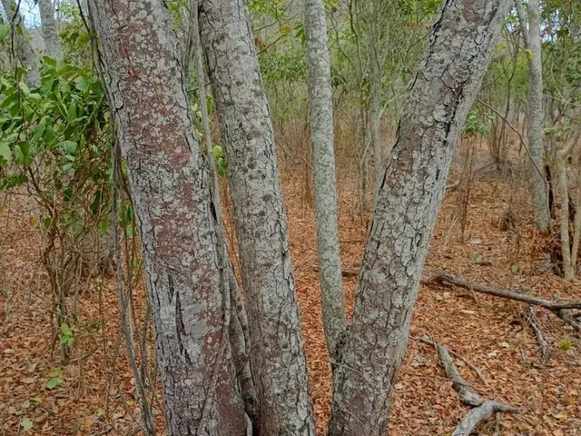 Imagem 12: Vendo 36 Tarefas de Terra em Itaberaba-Ba