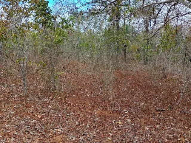 Imagem 13: Vendo 36 Tarefas de Terra em Itaberaba-Ba
