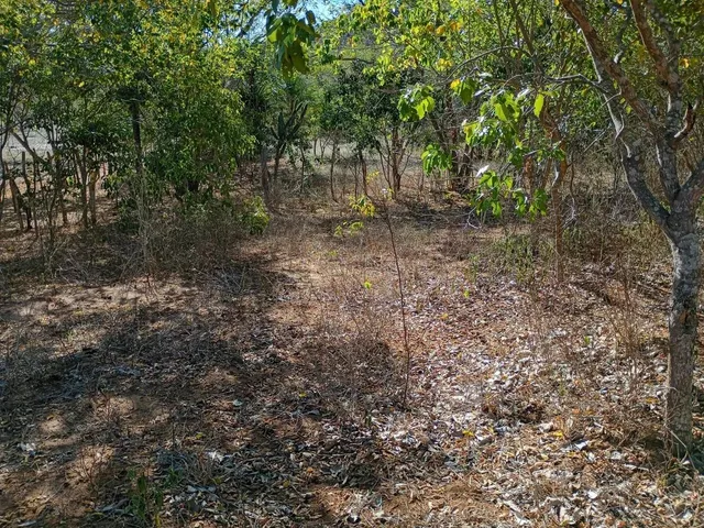 Imagem 16: Vendo 36 Tarefas de Terra em Itaberaba-Ba