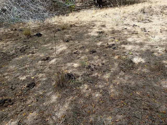 Imagem 3: Vendo 36 Tarefas de Terra em Itaberaba-Ba