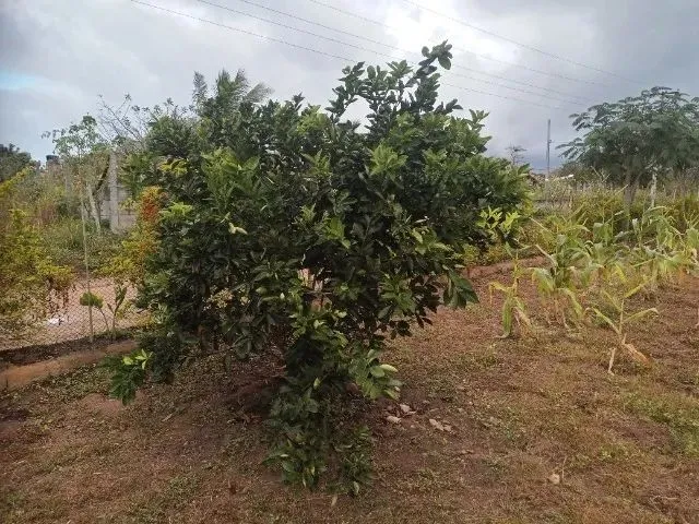 Imagem 10: Mini Sítio pra Relaxar