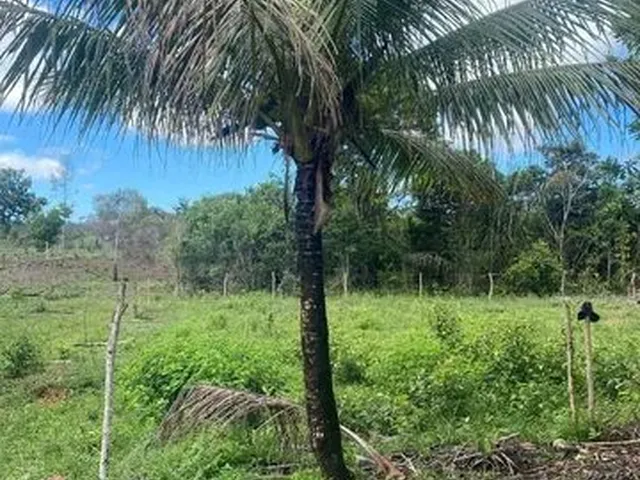 Imagem 2: Fazenda de 115 T, Próxima a Linha Verde, Estrada do Coco, com Casa, Curral e Rio