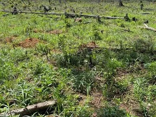 Imagem 4: Fazenda de 115 T, Próxima a Linha Verde, Estrada do Coco, com Casa, Curral e Rio