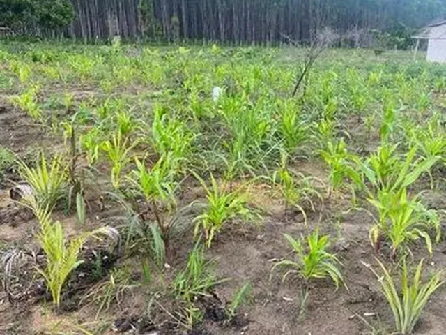 Imagem 6: Fazenda de 115 T, Próxima a Linha Verde, Estrada do Coco, com Casa, Curral e Rio