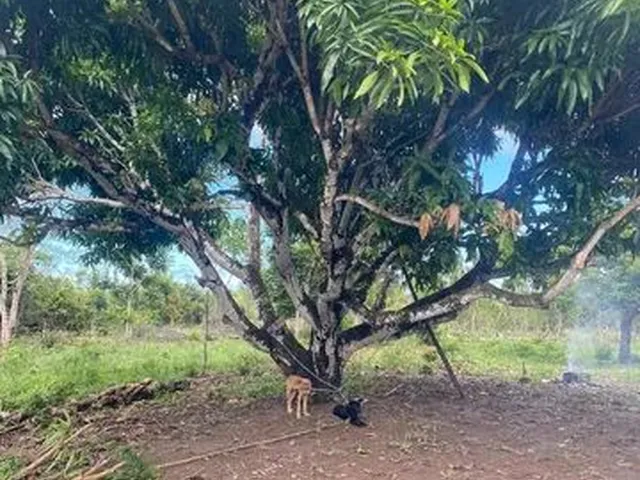 Imagem 8: Fazenda de 115 T, Próxima a Linha Verde, Estrada do Coco, com Casa, Curral e Rio