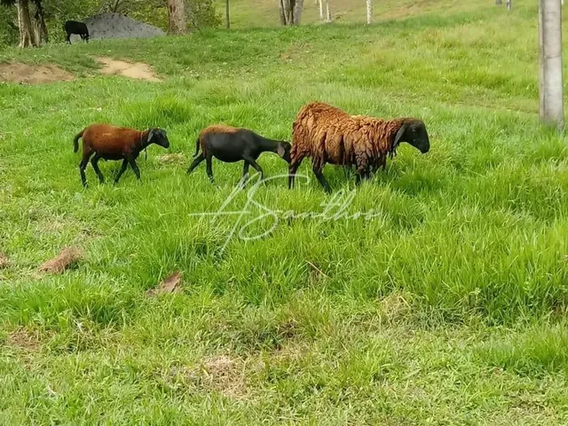 Imagem 8: Fazenda Rural em Valença - Ba, Valença