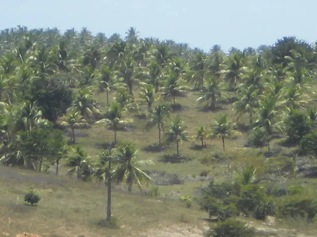 Imagem: Fazenda na Linha Verde com 287 Hectares