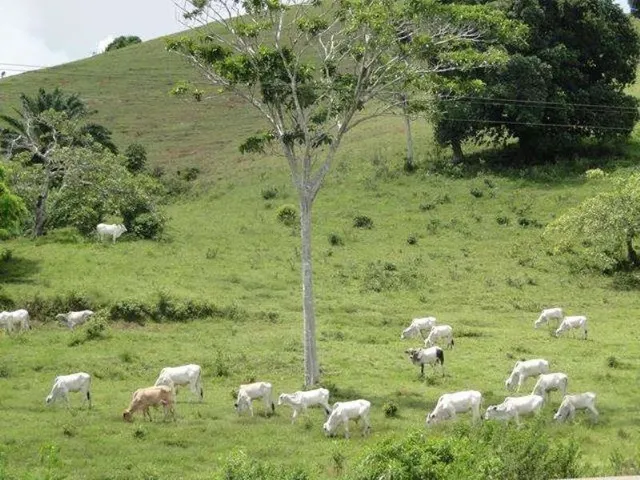 Imagem: Maravilhosa Oportunidade Fazenda em Maragogipe