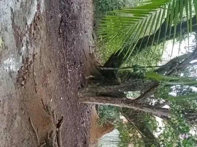 Imagem 8: Vendo Lindo Sítio em Retiro do Congo