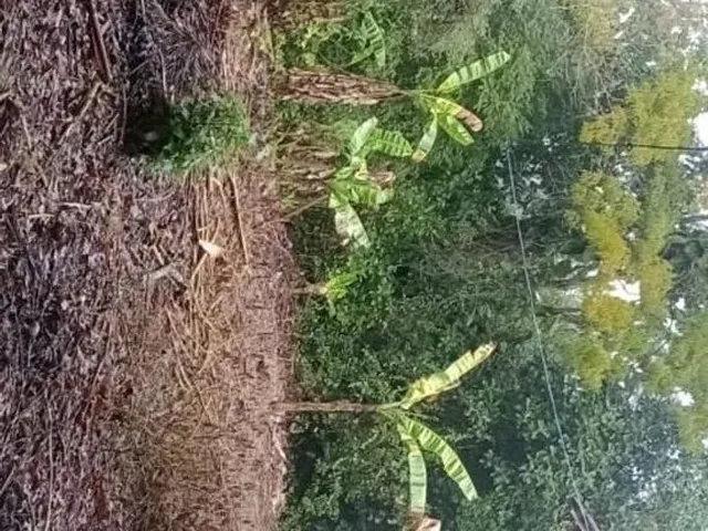 Imagem 9: Vendo Lindo Sítio em Retiro do Congo