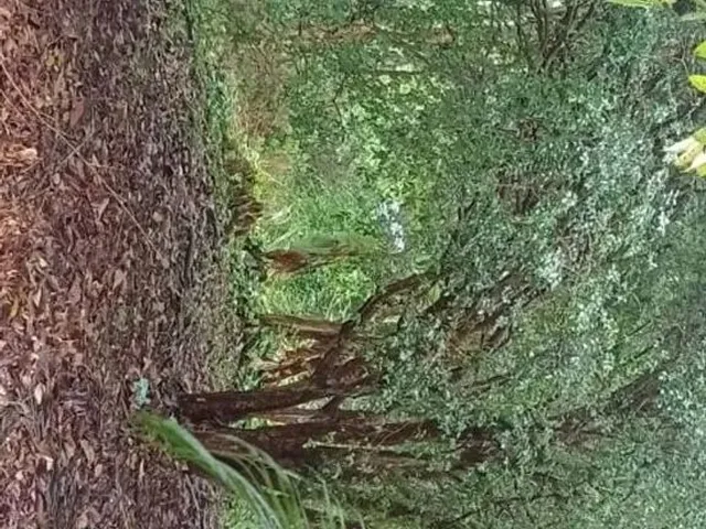 Imagem 10: Vendo Lindo Sítio em Retiro do Congo