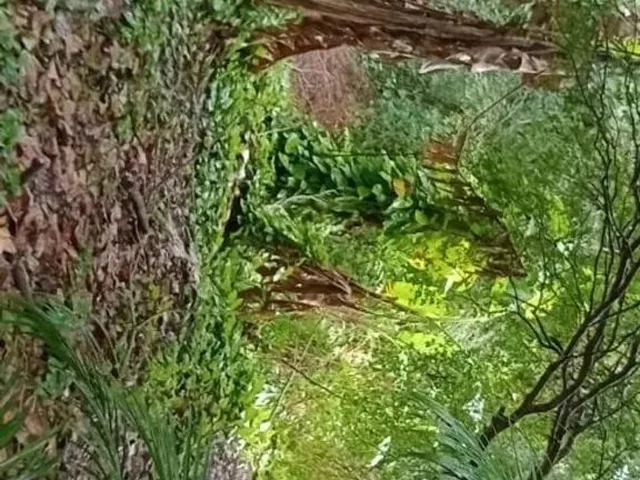 Imagem 12: Vendo Lindo Sítio em Retiro do Congo