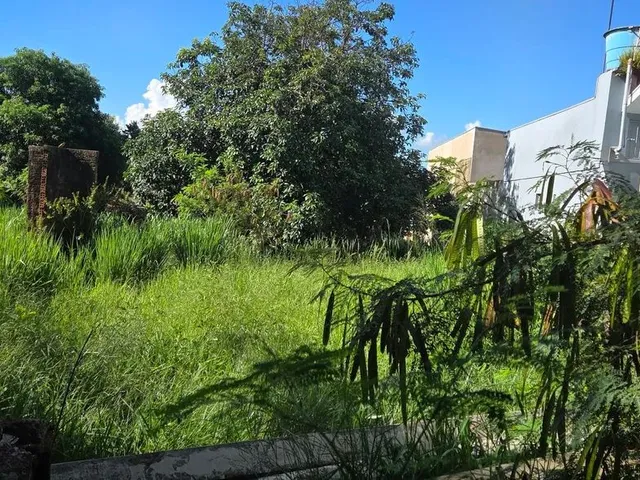 Imagem 4: Terreno Brazmadeira Atrás Globoaves