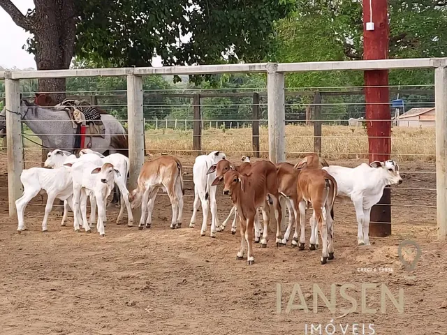 Imagem 8: Fazenda À Venda Tocantins Permuta