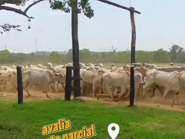 Imagem 3: Fazenda À Venda Tocantins Permuta