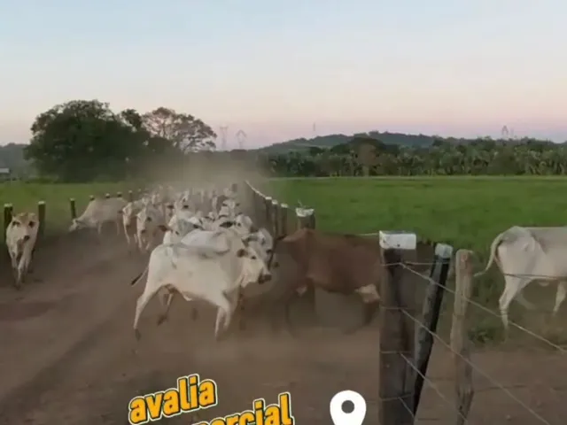 Imagem 4: Fazenda À Venda Tocantins Permuta