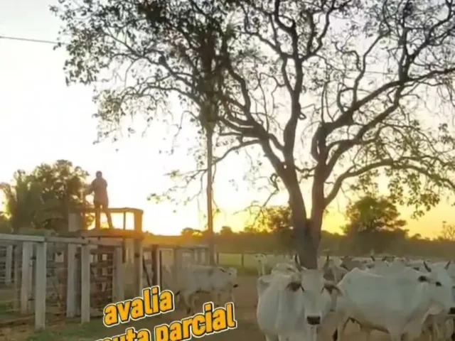 Imagem 5: Fazenda À Venda Tocantins Permuta