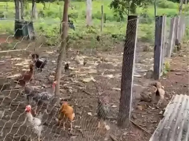 Imagem 3: Vende-Se Chácara de 04 Alqueires