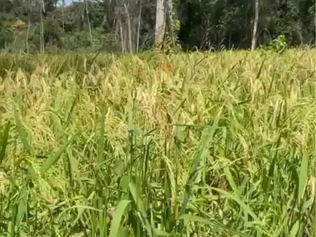 Imagem 4: Vende-Se Chácara de 04 Alqueires