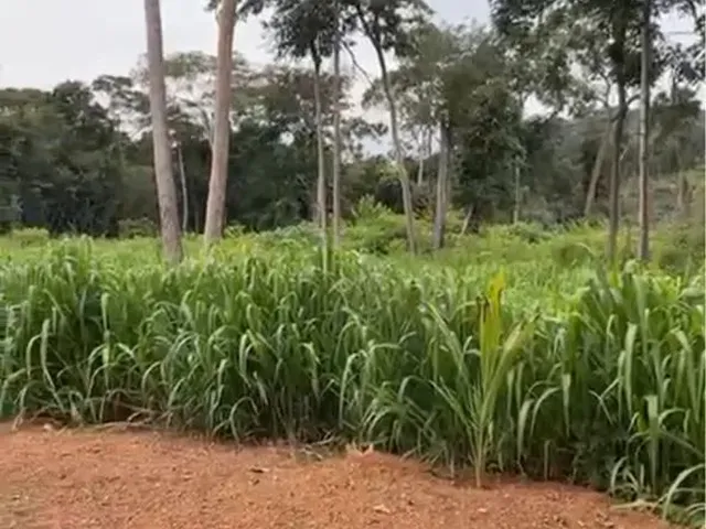 Imagem 6: Vende-Se Chácara de 04 Alqueires