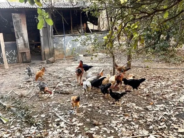Imagem 11: Linda Chácara em Mariapolis-Go