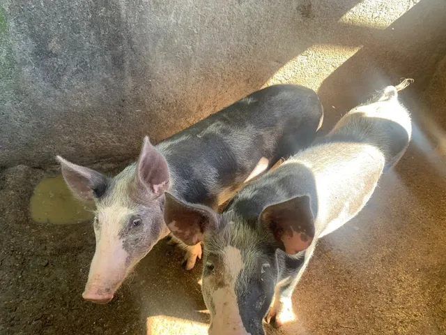 Imagem 5: Linda Chácara em Mariapolis-Go