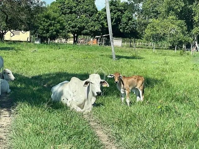 Imagem: Ano Todo Pasto Verde
