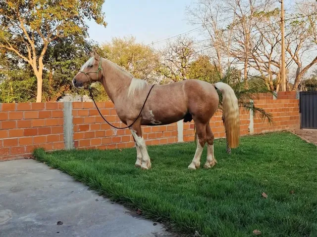 Imagem 5: Haras em Santo Antonio de Leverger