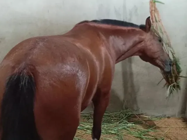 Imagem 9: Haras em Santo Antonio de Leverger