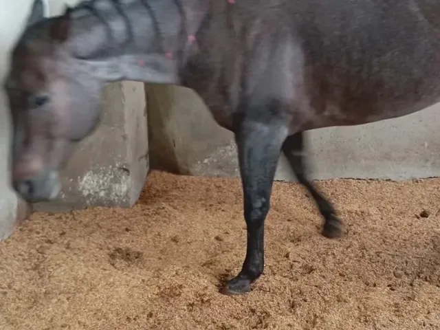 Imagem 10: Haras em Santo Antonio de Leverger