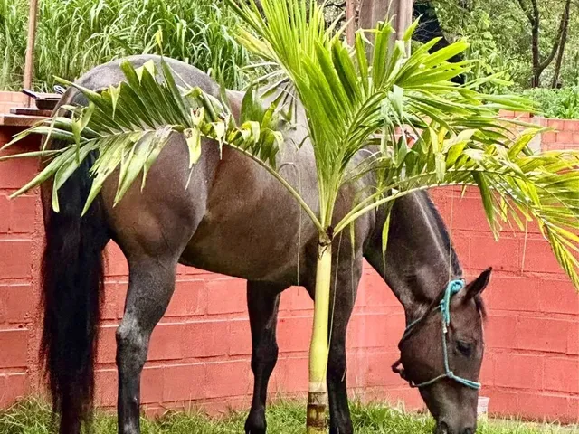 Imagem 16: Haras em Santo Antonio de Leverger