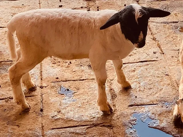 Imagem 5: Flat no Monte Castelo Aceito Cartão de Crédito