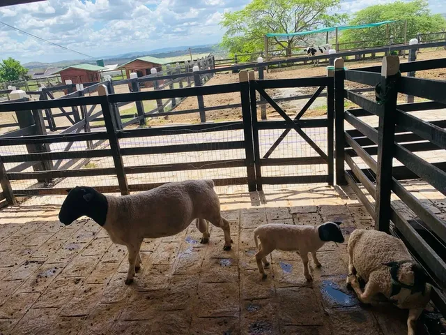 Imagem 11: Flat no Monte Castelo Aceito Cartão de Crédito