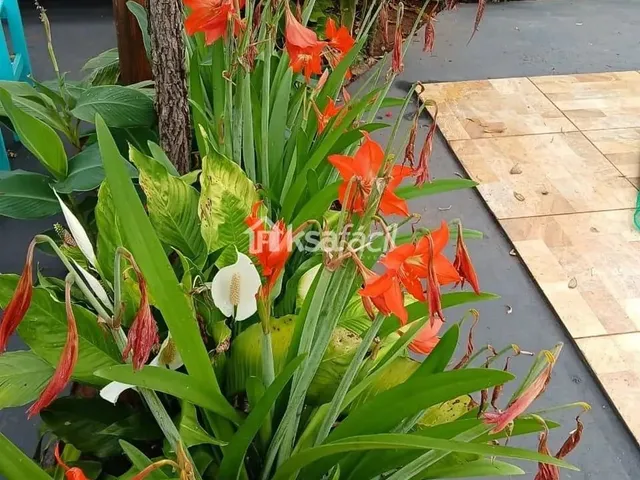 Imagem 4: Rancho À Venda, Parque Atlântico, Campo Grande, Ms