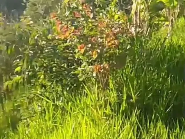 Imagem: A chácara possui 1.007m² de Área e está localizado em