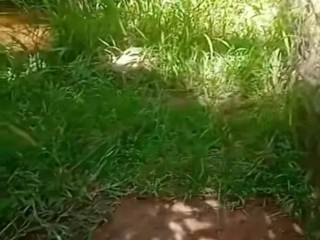 Imagem 2: Sítio Chácara com venda por R$300.000