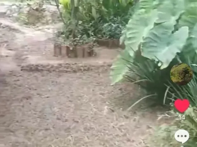 Imagem 3: Sítio Chácara com venda por R$300.000