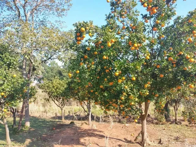 Imagem 7: Sítio em Estrada Velha da Serra - Recosta - São Francisco de Paula/Rs