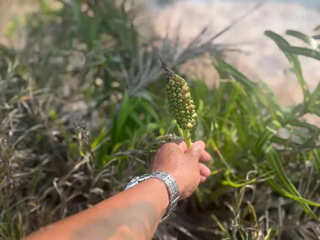 Imagem 2: Procuro na Região de Praia Grande Fundão