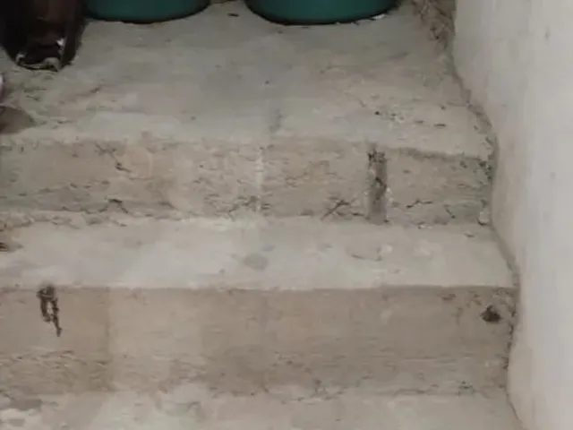 Imagem 11: Vende Se Ótimo Casa com 2 Quarto Sala Cozinha e Garagem