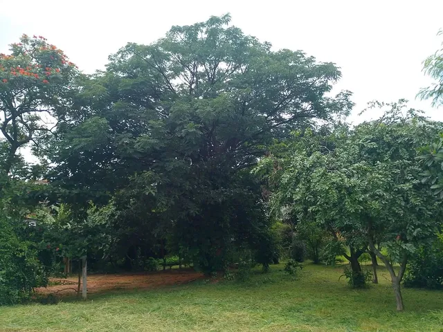 Imagem 5: Vendo Casa 3 Quartos em Terreno de 1081 M2