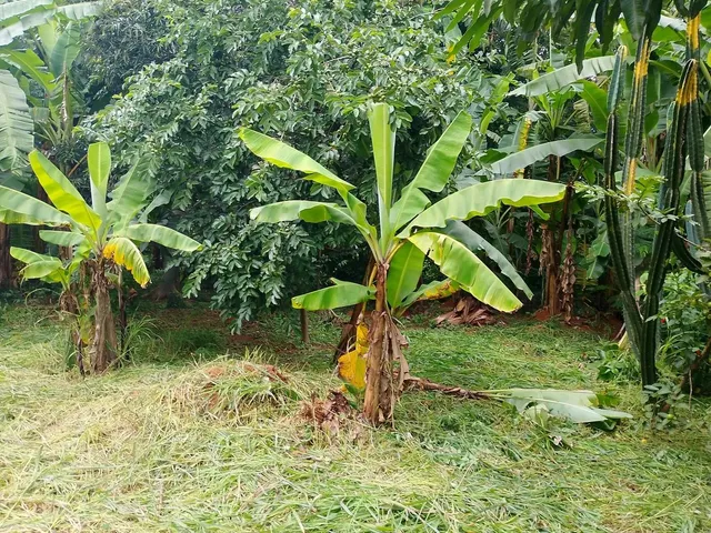 Imagem 7: Vendo Casa 3 Quartos em Terreno de 1081 M2