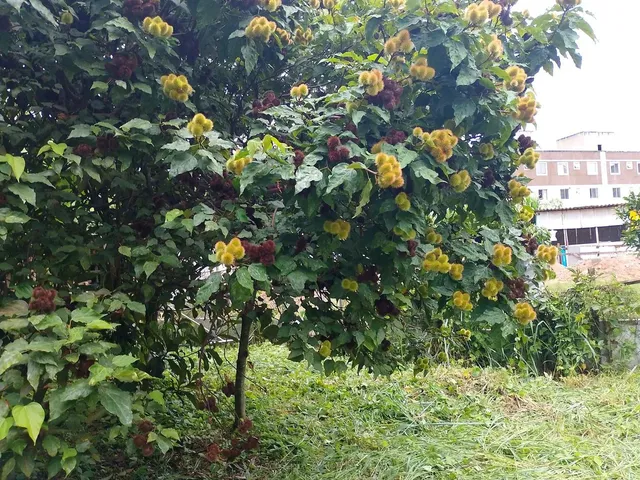 Imagem 10: Vendo Casa 3 Quartos em Terreno de 1081 M2