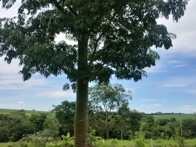 Imagem 14: Vende-Se Chácara de 9.800Mts em Vianopolis