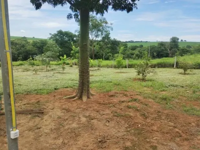 Imagem 8: Vende-Se Chácara de 9.800Mts em Vianopolis