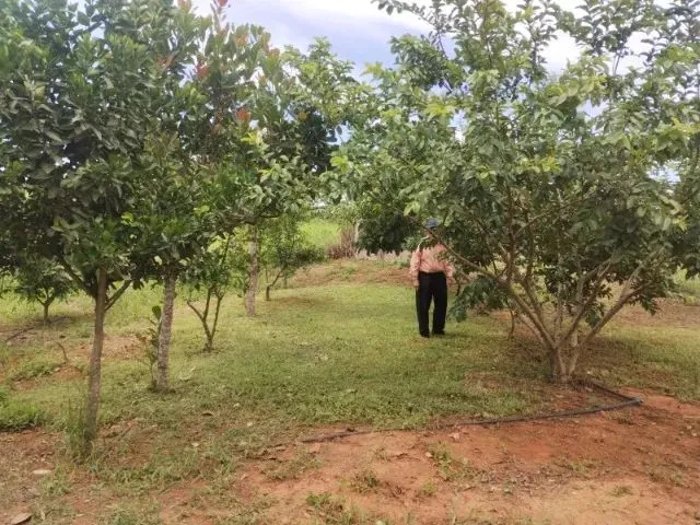 Imagem 6: Vende-Se Chácara de 9.800Mts em Vianopolis